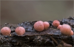 Blutmilchpilz-Lycogala_epidendrum-30_10_2016.jpg