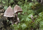 Duftender_Guertelfuss-Cortinarius_flexipes.jpg