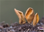 Eselsohren-Otidea_onotica.jpg
