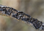 Flaechiges_Eckenscheibchen-Diatrype_stigma.jpg