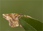 Fliederspanner-Apeira_syringaria-22_08_2016-Vorderseite.jpg
