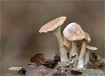 Fuchsiger_Roetelritterling-Lepista_flaccida.jpg
