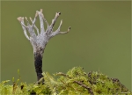 Geweihfoermige_Holzkeule-Xylaria_hypoxylon-02_11.jpg