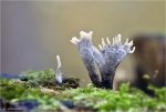 Geweihfoermige_Holzkeule-Xylaria_hypoxylon-2012.jpg