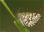 Gitterspanner-Chiasmia_clathrata.jpg