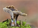 Grasweichritterling-Melanoleuca_graminicola.jpg