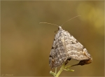 Grosser_Johanniskraut-Spanner-Aplocera_plagiata.jpg