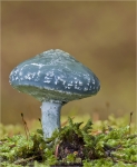 Gruenspan-Traeuschling-Stropharia_aeruginosa-12_10_2014.jpg