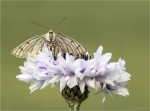 Hartheu_Spanner-Siona_lineata-11_05_2018.jpg