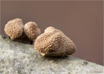 Hasel_Kleiebecherling-Encoelia_furfuracea-Dezember_2015.jpg