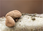 Hasel_Kleiebecherling-Encoelia_furfuracea-Januar_2015.jpg