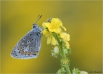 Hauhechel-Blaeuling-Polyommatus_icarus-01_09_2017.jpg