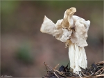 Herbst_Lorchel-Helvella_crispa.jpg