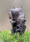 Herbsttrompete.jpg