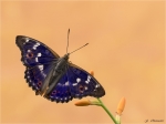Kleiner_Schillerfalter-Apatura_ilia.jpg
