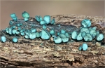 Kleinsporiger_Gruenspanbecherling-Chlorociboria_aeruginascens-03_10_2014.jpg