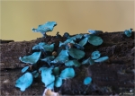 Kleinsporiger_Gruenspanbecherling-Chlorociboria_aeruginascens-21_10_2012.jpg