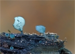 Kleinsporiger_Gruenspanbecherling-Chlorociboria_aeruginascens-27_09_2014.jpg