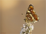 Landkaertchen-Araschnia_levana-1_Generation.jpg