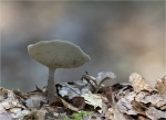 Langfuss_Lorchel-Helvella_macropus-September_2014.jpg