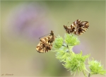 Magerrasen_Perlmutterfalter-Boloria_dia-Juli_2020.jpg