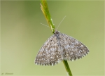 Marmorierter_Kleinspanner-Scopula_immorata-19_06_2016.jpg