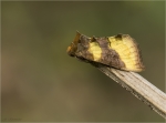 Messingeule-Diachrysia_chrysitis~0.jpg