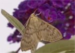 Nesselzuensler-Pleuroptya_ruralis-2013.jpg