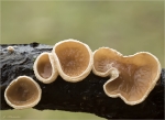 Pappel-Becherrindenschwamm-Judasoehrchen-16_11_2016.jpg