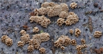 Rasiges_Haengebecherchen-Cyphellopsis_anomala.jpg