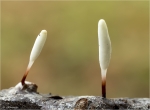 Rotbraunstieliges_Sklerotienkeulchen-Typhula_erythropus_.jpg