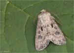 Saateule-Agrotis_segetum-17_08_2016.jpg