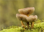 Samtiger_Ackerling-Agrocybe_firma.jpg