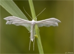 Schlehengeistchen-Pterophorus_pentadactyla.jpg