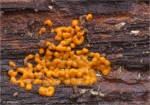 Schleimpilz-Hemitrichia_serpula.jpg