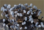 Schleimpilz-Physarum_nutans.jpg