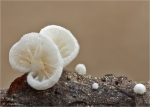 Schneeweisser_Zwergseitling-Pleurotellus_Chloneus.jpg