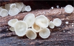 Schneeweisses_Haarbecherchen-Dasyscyphella_nivea-14_02_2016.jpg