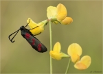Sechsfleck-Widderchen-Zygaena_filipendulae-10_Juli_2018.jpg