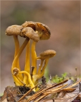 Starkriechender_Trompetenpfifferling-Craterellus_lutescens.jpg