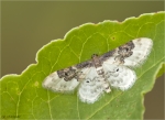 Suedlicher_Zwergspanner-Idaea_rusticata-2_Generation.jpg