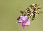 Wachtelweizen-Scheckenfalter-Melitaea_athalia-19_06_2019.jpg
