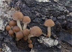 Waessriger_Muerbling-Psathyrella_piluliformis.jpg