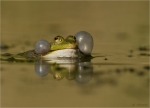 Wasserfrosch-Water_Frog-27_04_2020.jpg