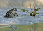 Wechselkroete-Bufotes_viridis-auf_Klebsand.jpg