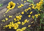 Zitronengelbes_Reisigbecherchen-Bisporella_citrina-Oktober_2014.jpg